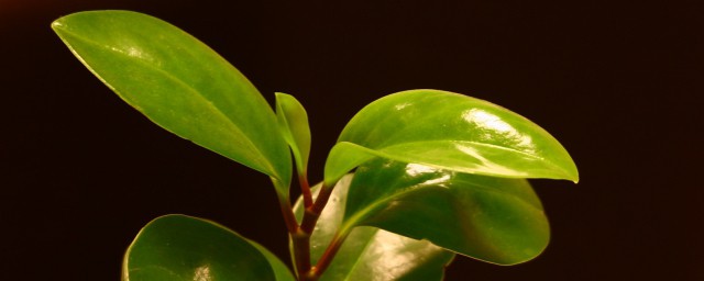 碧玉家庭养殖的方法介绍(碧玉的养殖方法和注意事项养殖日记)