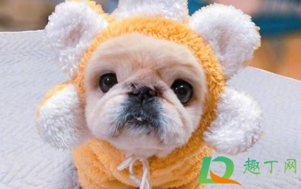 狗狗耳炎怎么引起的(狗狗得耳炎什么症状)