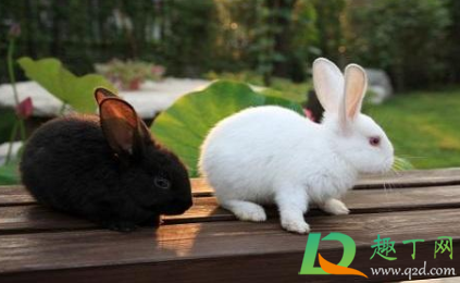 兔子几个月之后可以洗澡(半个月的兔子能洗澡吗) 兔子几个月之后可以洗澡(半个月的兔子能洗澡吗)