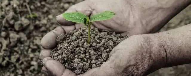 复合肥的作用及优点(复合肥的主要作用)