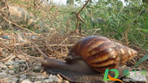 非洲大蜗牛能不能吃(非洲大蜗牛能不能吃掉钢筋拧种)