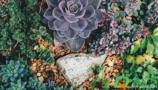 秋季多肉能晒太阳吗(这个季节多肉可以晒太阳吗?) 秋季多肉能晒太阳吗(这个季节多肉可以晒太阳吗?)