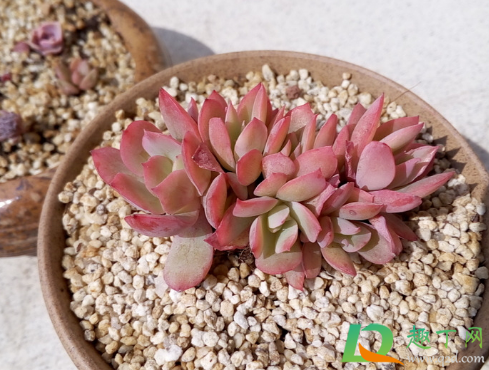 绮罗为什么容易缀化(怎么看绮罗是不是缀化)