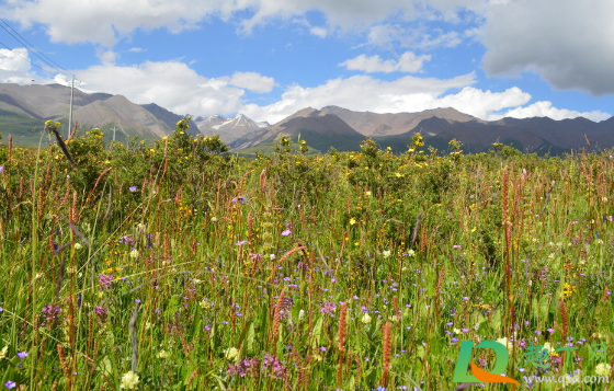2020年国庆去呼伦贝尔大草原还能看到草吗(国庆去呼伦贝尔大草原好玩吗)