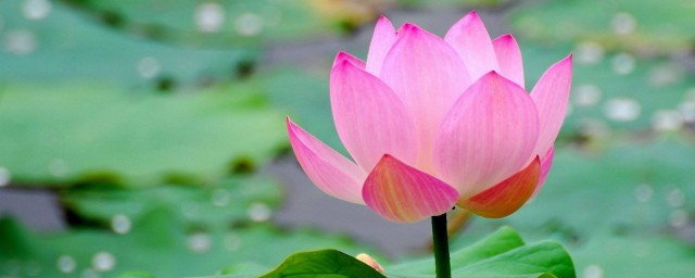 荷花优美语句摘抄(描写荷花的语段摘抄)