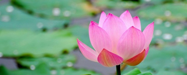 荷花中的饱胀的意思解答(理解荷花课文里的饱胀)