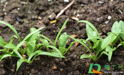 菠菜出苗后能浇水吗(菠菜苗多久浇一次水) 菠菜出苗后能浇水吗(菠菜苗多久浇一次水)