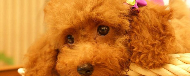 泰迪的体重标准多少(泰迪狗狗多少斤标准体重)