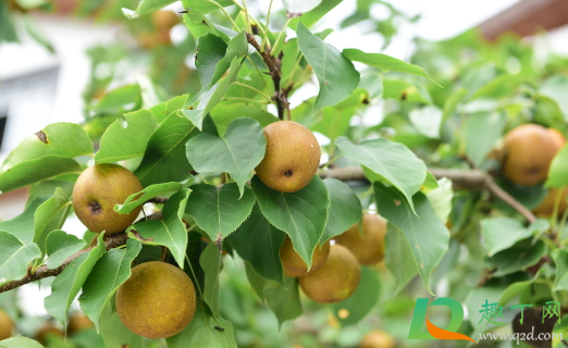 秋季能修剪梨树吗(梨树冬季什么时候修剪)