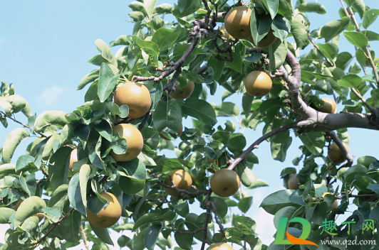 秋季能修剪梨树吗(梨树冬季什么时候修剪)