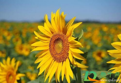 2020年10月有几天假(2020年10月几天假期) 2020年10月有几天假(2020年10月几天假期)