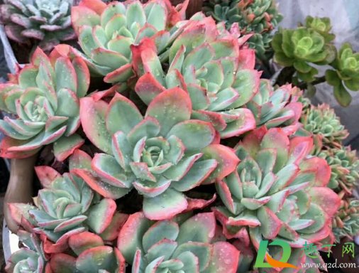 多肉绮罗好养活不(多肉绮罗怎么样)