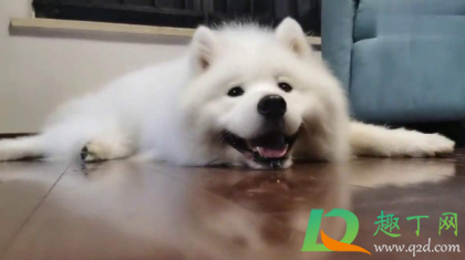 狗狗皮肤病和沐浴露有关系吗(狗狗沐浴露对人有害吗) 狗狗皮肤病和沐浴露有关系吗(狗狗沐浴露对人有害吗)