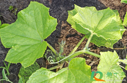 黄瓜苗深栽点好还是浅点好(黄瓜苗种多深)