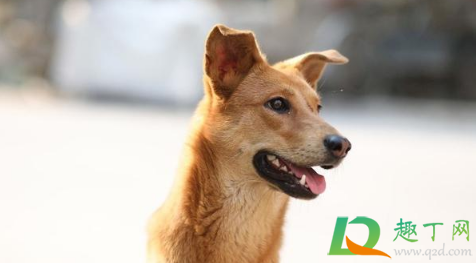 为什么城市不让养土狗(市区能养土狗吗) 为什么城市不让养土狗(市区能养土狗吗)