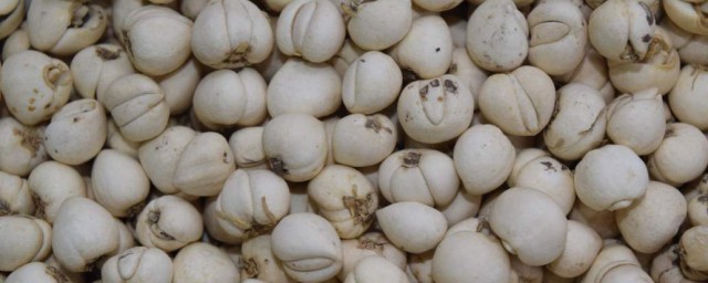 川贝母和川贝有什么不同(川贝母与川贝区别)