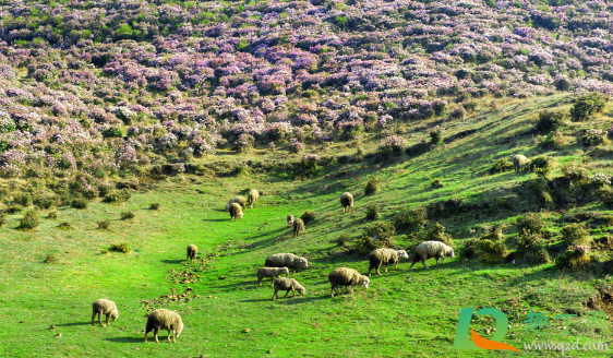 2020年国庆去呼伦贝尔大草原还能看到草吗(国庆去呼伦贝尔大草原好玩吗)