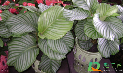 观叶植物施肥要多氮吗(观叶植物生长前期以氮肥为主)