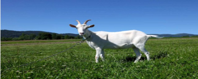 适合农村养殖项目有哪些(农村合适做什么养殖)