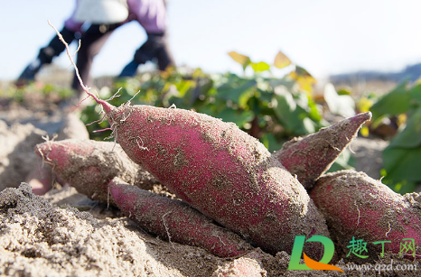 电饭煲蒸红薯要放水吗(电饭煲蒸红薯功能需要加水吗) 电饭煲蒸红薯要放水吗(电饭煲蒸红薯功能需要加水吗)