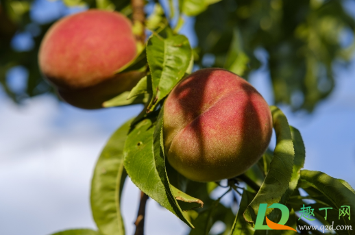 没有摘的桃子淋雨水会不会烂(下雨天摘桃子容易烂吗)