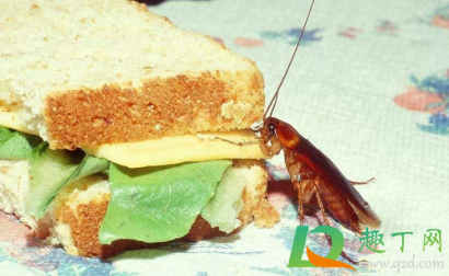 会飞的蟑螂怎么处理(蟑螂会飞怎么回事) 会飞的蟑螂怎么处理(蟑螂会飞怎么回事)