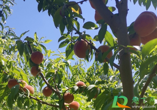 桃子上有黑点还能吃不(桃子上很多黑点)