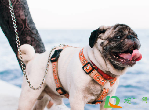 幼犬几个月可以牵引绳(两个月的狗能用牵引绳吗)