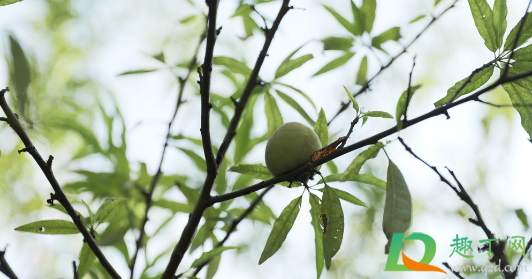 桃子上有黑点还能吃不(桃子上很多黑点) 桃子上有黑点还能吃不(桃子上很多黑点)