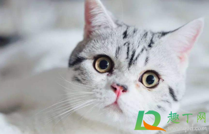 猫咪瞳孔变圆是什么意思(猫的瞳孔变圆是什么情况) 猫咪瞳孔变圆是什么意思(猫的瞳孔变圆是什么情况)