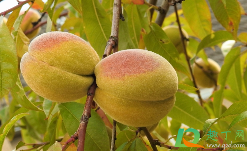 为什么桃子硬的好吃(比较硬的桃子)