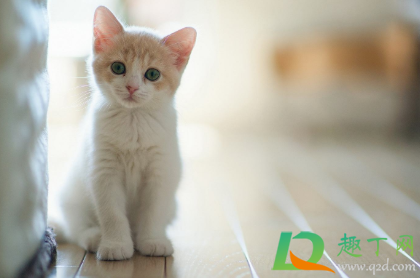 半夜两只猫对着叫是在干什么(晚上两只猫一直在叫是为什么) 半夜两只猫对着叫是在干什么(晚上两只猫一直在叫是为什么)