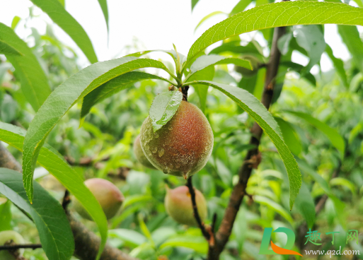 雨水大桃子还甜吗(下雨后桃子甜吗)