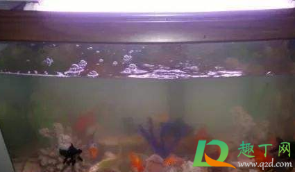 鱼缸水灰蒙蒙的是怎么挽救(鱼缸灰白水怎么办)