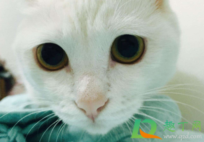猫咪瞳孔变圆是什么意思(猫的瞳孔变圆是什么情况) 猫咪瞳孔变圆是什么意思(猫的瞳孔变圆是什么情况)