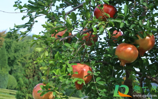 矮化石榴树可以盆栽吗(矮化石榴树能长大嘛)