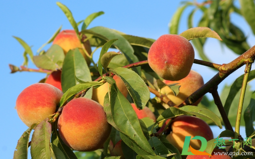 雨水大桃子还甜吗(下雨后桃子甜吗) 雨水大桃子还甜吗(下雨后桃子甜吗)
