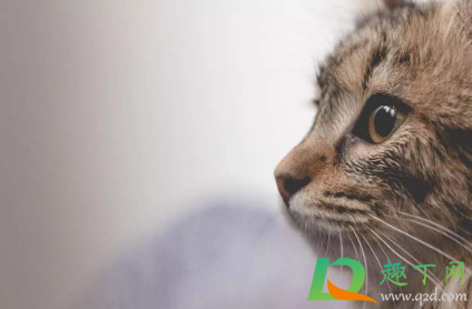 猫怕什么气味一闻就跑(猫猫最怕什么东西或气味?我家猫总往楼道里跑)