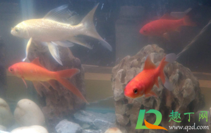 鱼缸水灰蒙蒙的是怎么挽救(鱼缸灰白水怎么办)