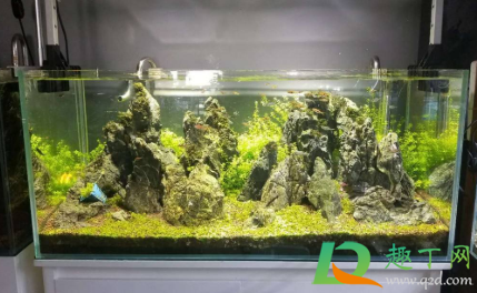 一天的鱼缸水为什么是绿色的(鱼缸水怎么会变绿色) 一天的鱼缸水为什么是绿色的(鱼缸水怎么会变绿色)