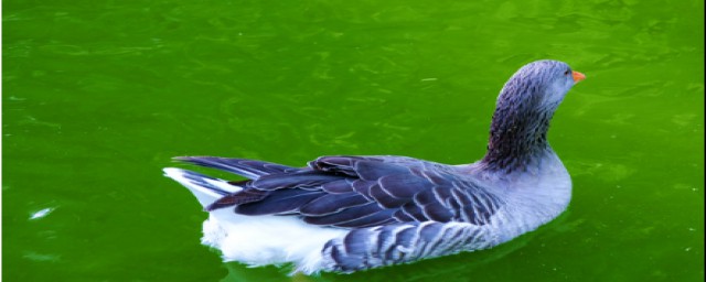 养鸭子要投资多少(养肉鸭子需要多少投资)