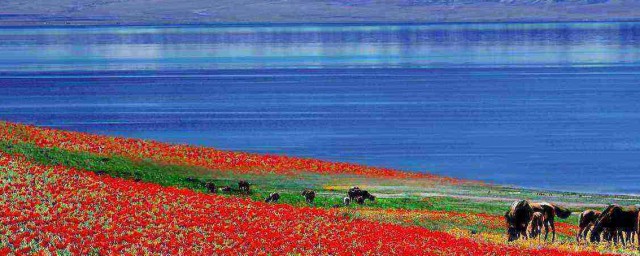 新疆旅游景点盘点(新疆主要旅游景点)