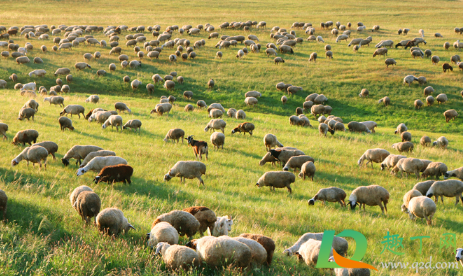 挤出的羊奶发黄是怎么回事(鲜羊奶变黄怎么回事) 挤出的羊奶发黄是怎么回事(鲜羊奶变黄怎么回事)