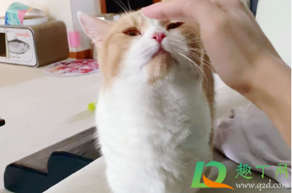 猫咪禁情粉吃了有副作用吗(猫咪吃了禁情粉会怎么样) 猫咪禁情粉吃了有副作用吗(猫咪吃了禁情粉会怎么样)