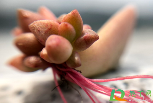 多肉几月份休眠(多肉植物几月份休眠) 多肉几月份休眠(多肉植物几月份休眠)