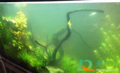 鱼缸水灰蒙蒙的是怎么挽救(鱼缸灰白水怎么办)