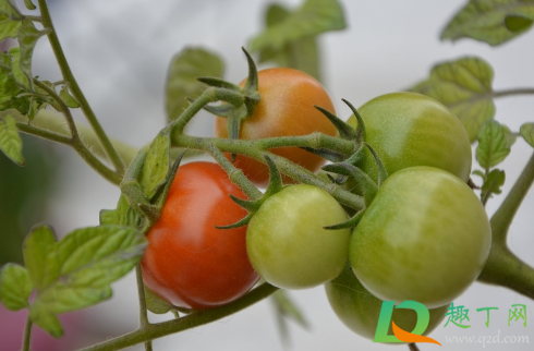 番茄叶子为什么总往上卷(番茄叶子向上卷曲是怎么回事) 番茄叶子为什么总往上卷(番茄叶子向上卷曲是怎么回事)