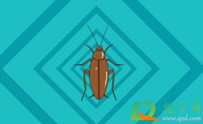 会飞的蟑螂怎么处理(蟑螂会飞怎么回事) 会飞的蟑螂怎么处理(蟑螂会飞怎么回事)