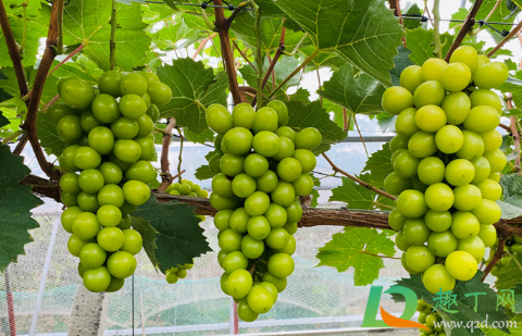 阳光玫瑰太甜了会不会糖分太高(阳光玫瑰 太甜了)