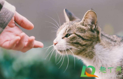 猫怕什么气味一闻就跑(猫猫最怕什么东西或气味?我家猫总往楼道里跑) 猫怕什么气味一闻就跑(猫猫最怕什么东西或气味?我家猫总往楼道里跑)